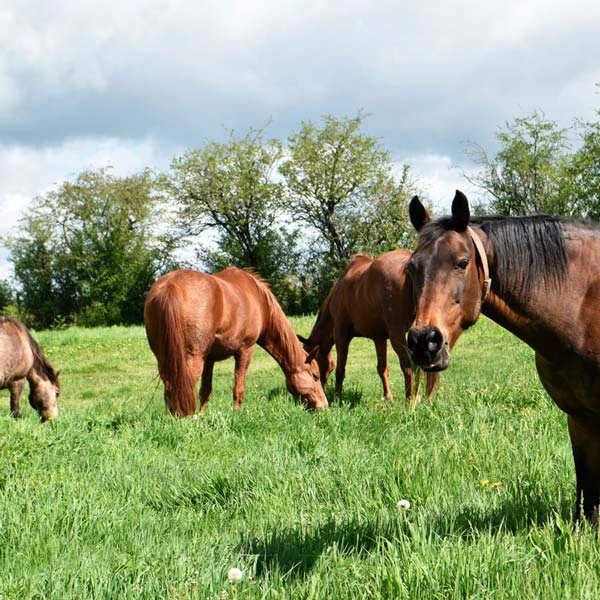 Pension pour chevaux à Verneuil-en-Bourbonnais, Allier